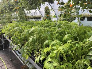 Vegetable plants in Liberty ARC's greenhouse, also known as the Horticulture Center.