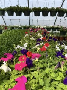 Flowers and hanging baskets in Liberty ARC's greenhouse, also known as the Horticulture Center.
