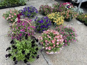 A group of floral hanging baskets.